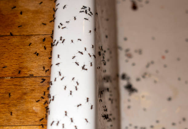 Best Termite Control Services  in Dalton, OH