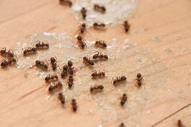 Best Emergency Pest Control  in Dalton, OH