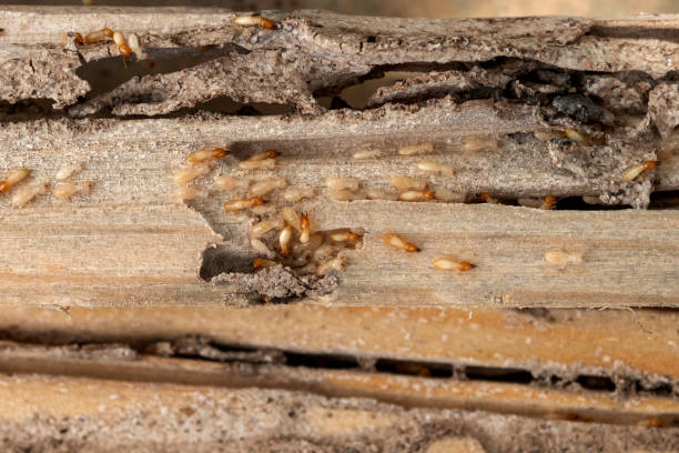 Best Pest Prevention Services  in Dalton, OH